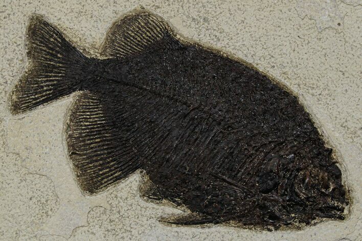 Scarce Fossil Fish (Phareodus) - Wyoming #349258